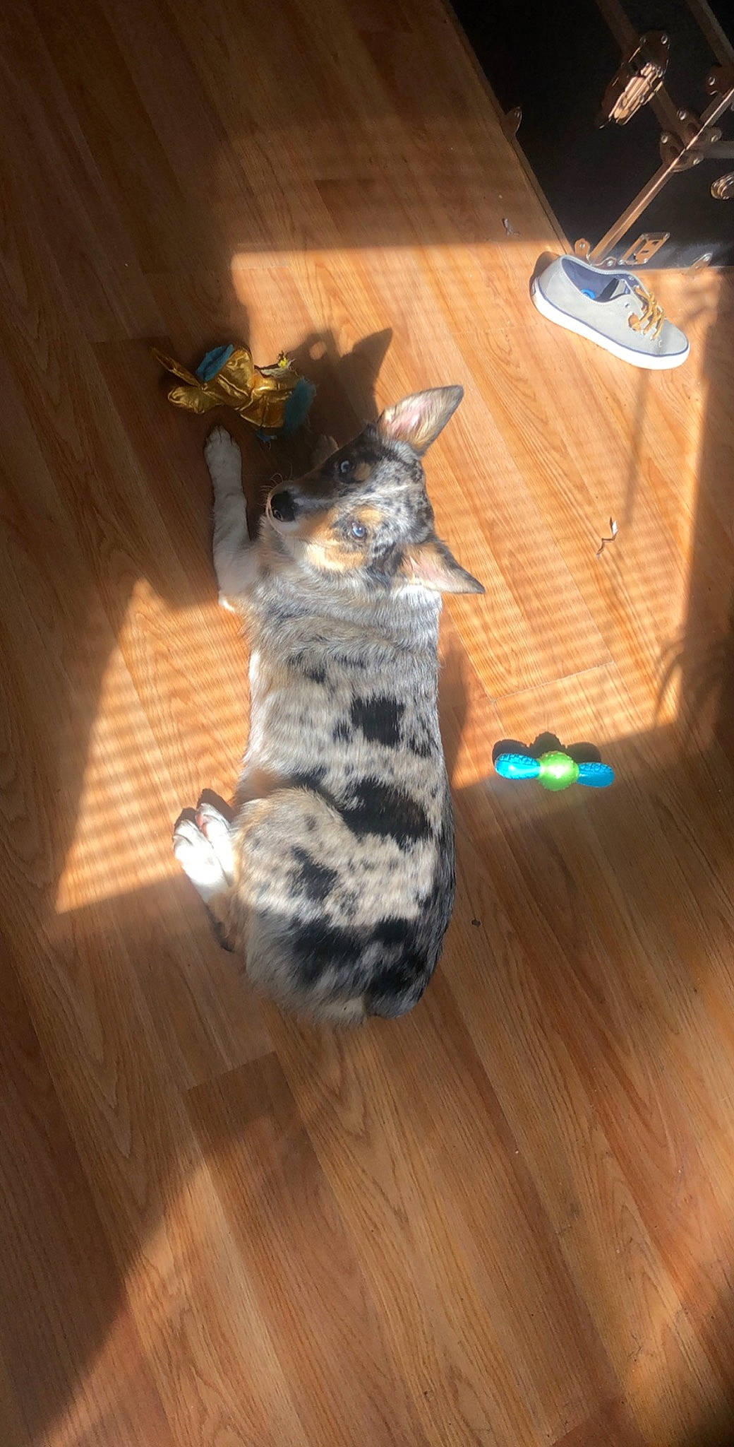 Amaya is registered to the contest to win money with this photo: australian_cattle_dog, australian_shepherd, canidae, carnivore, cat, dog, dog_breed, felidae, floor, flooring, hardwood, sporting_group, tail, wood