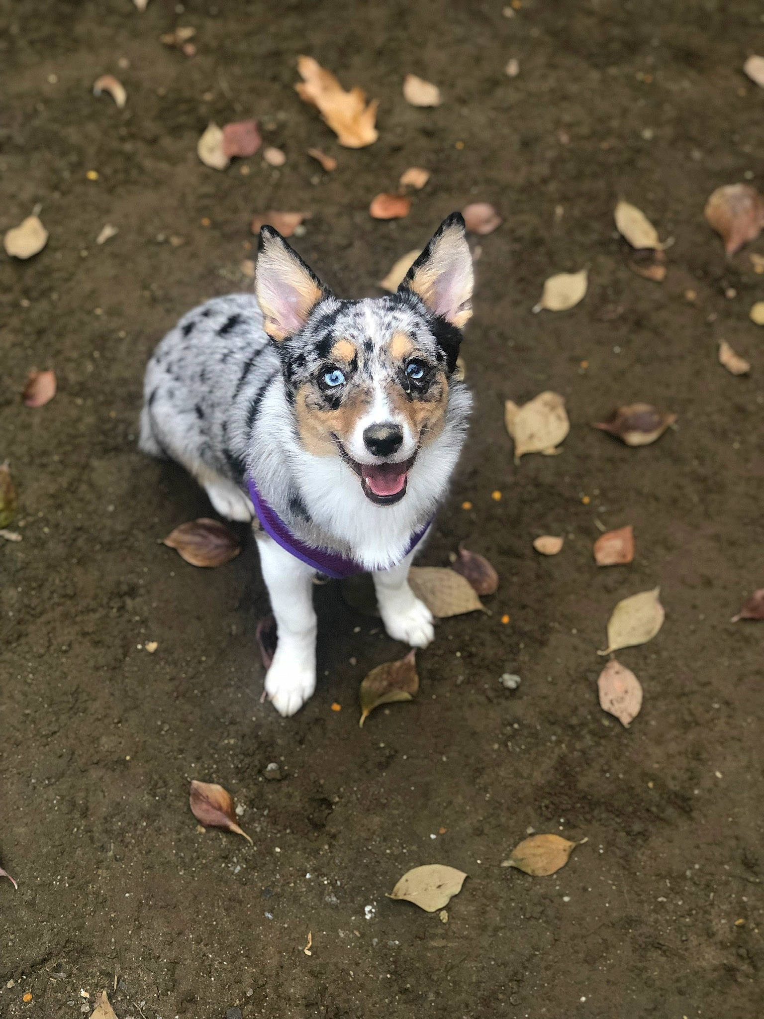 Amaya is registered to the contest to win money with this photo: australian_collie, australian_shepherd, canidae, cardigan_welsh_corgi, carnivore, corgi_chihuahua, dog, dog_breed, herding_dog, koolie, mammal, swedish_vallhund, texas_heeler, vertebrate, welsh_sheepdog, working_dog