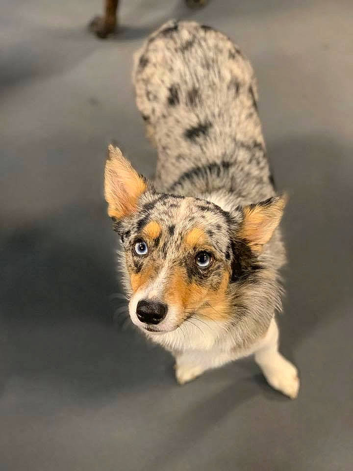 Amaya is registered to the contest to win money with this photo: australian_shepherd, canidae, cardigan_welsh_corgi, carnivore, companion_dog, dog, dog_breed, herding_dog, koolie, mammal, pembroke_welsh_corgi, puppy, smooth_collie, welsh_corgi, working_dog