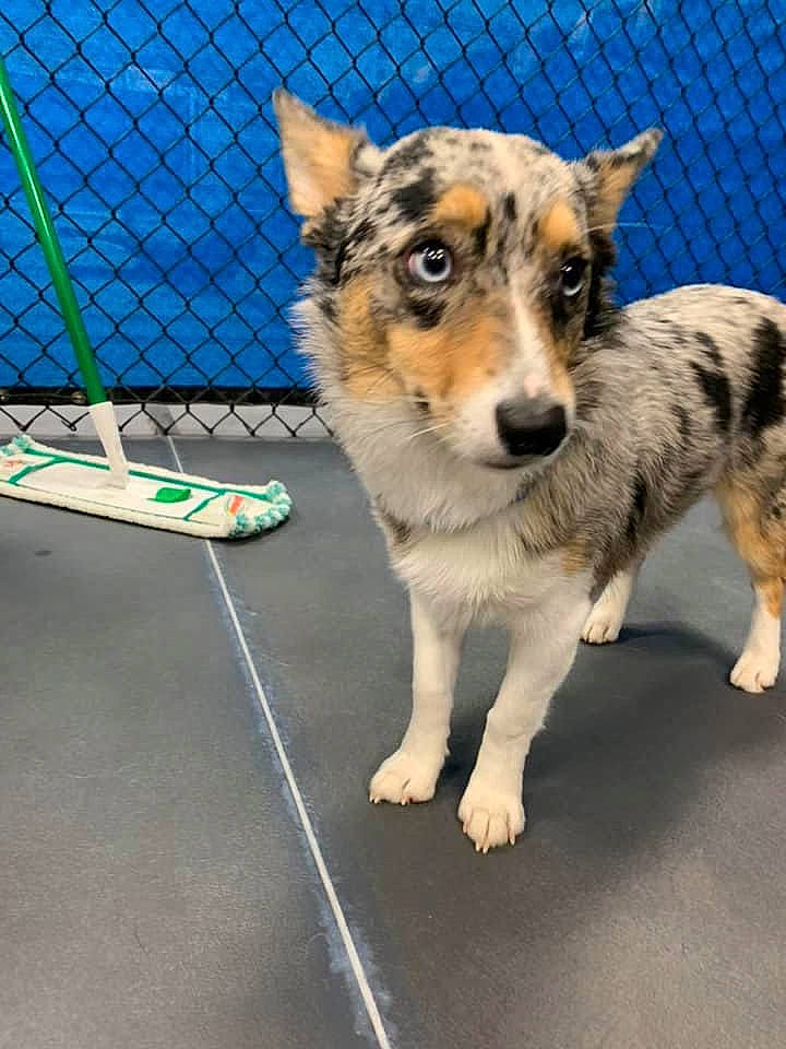 Amaya is registered to the contest to win money with this photo: australian_cattle_dog, australian_shepherd, canidae, cardigan_welsh_corgi, carnivore, collie, companion_dog, dog, dog_breed, fawn, herding_dog, koolie, mammal, rare_breed_dog, smooth_collie, sporting_group, swedish_vallhund, texas_heeler, vertebrate, working_dog