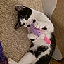 Ozzy is registered to the contest to win money with this photo: cat, black_and_white, toy, plush_toy, carpet, indoor, playful, scratcher, cardboard, pet, animal, feline, purple, pink, paw, bite, lying_down, cute, fun, household
