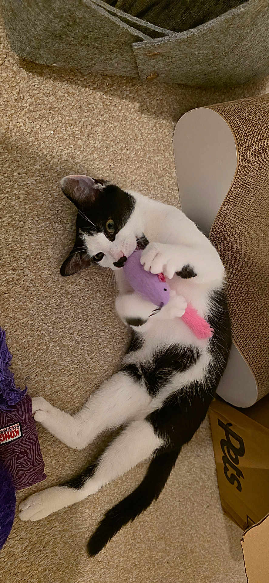 Ozzy joined the competition — help win amazing prizes! cat, black_and_white, toy, plush_toy, carpet, indoor, playful, scratcher, cardboard, pet, animal, feline, purple, pink, paw, bite, lying_down, cute, fun, household