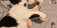 Ozzy joined the competition — help win amazing prizes! cat, black_and_white, plush_toy, blanket, penguin_pattern, indoor, cozy, pet, animal, cute, feline, resting, lying_down, soft_texture, cuddle, comfort, bed, fur, relaxed, toy