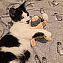 cat, black_and_white, plush_toy, blanket, penguin_pattern, indoor, cozy, pet, animal, cute, feline, resting, lying_down, soft_texture, cuddle, comfort, bed, fur, relaxed, toy