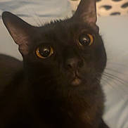 Mimi joined the competition — help win amazing prizes! cat, black_cat, pet, animal, indoor, bed, blanket, curious, golden_eyes, feline, whiskers, ears, closeup, soft_lighting, cozy, domestic_animal, looking_up, portrait, cute, furry