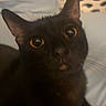 cat, black_cat, pet, animal, indoor, bed, blanket, curious, golden_eyes, feline, whiskers, ears, closeup, soft_lighting, cozy, domestic_animal, looking_up, portrait, cute, furry