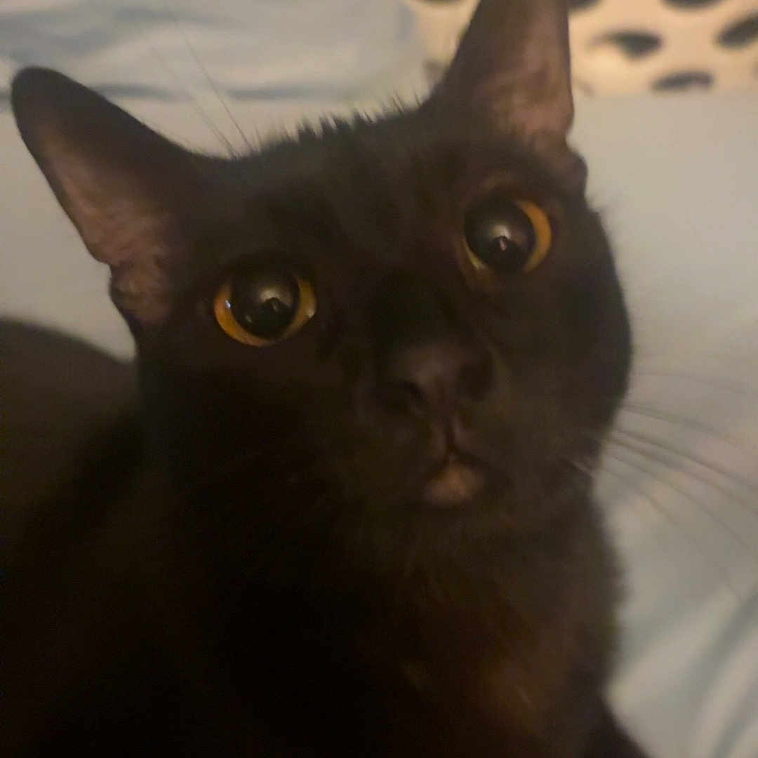 Mimi