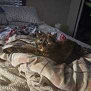 Precious joined the competition — help win amazing prizes! cat, tortoiseshell_cat, bed, blanket, pillow, fur, stretching, cozy, indoor, animal, pet, soft, relaxed, warm_light, resting, comfort, sleepy, feline, domestic, quiet