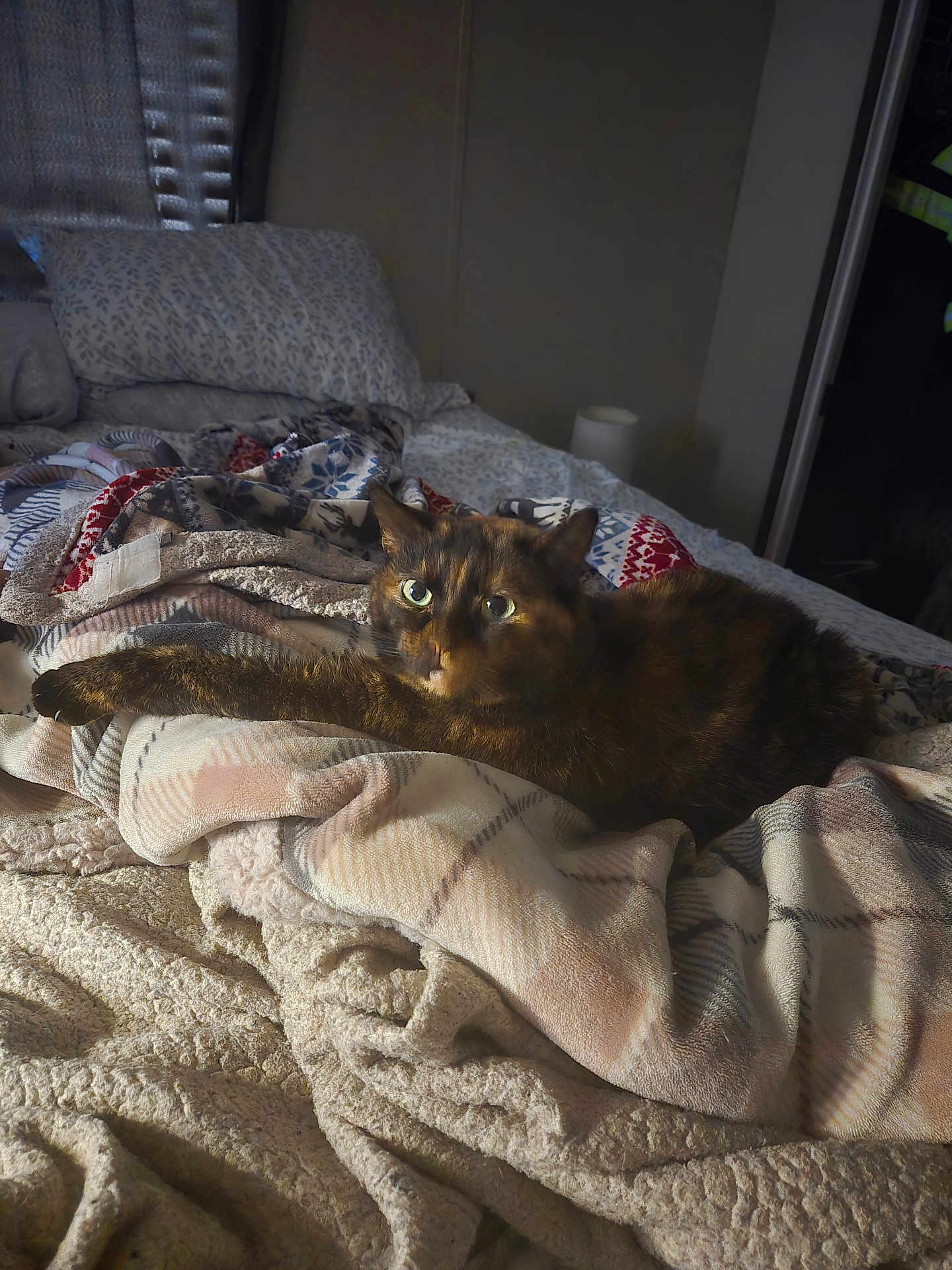 Precious joined the competition — help win amazing prizes! cat, tortoiseshell_cat, bed, blanket, pillow, fur, stretching, cozy, indoor, animal, pet, soft, relaxed, warm_light, resting, comfort, sleepy, feline, domestic, quiet