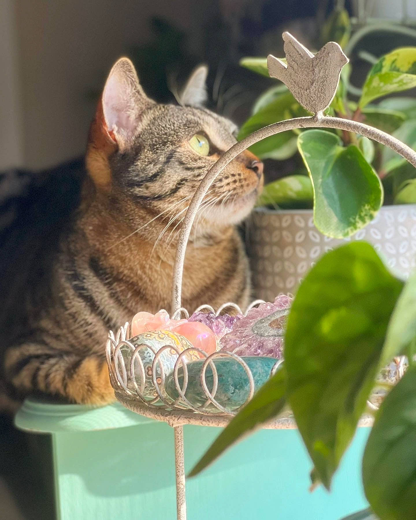 Crumpet joined the competition — help win amazing prizes! carnivore, cat, domestic_short_haired_cat, fawn, felidae, fur, grass, mammal, plant, small_to_medium_sized_cats, snout, tail, terrestrial_animal, tree, twig, vertebrate, whiskers, wildlife