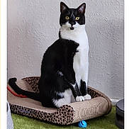 Bootsie joined the competition — help win amazing prizes! cat, tuxedo_cat, pet, indoor, scratcher, leopard_print, toy, blue_ball, green_carpet, wall, feline, black_and_white, sitting, looking, domestic_cat, animal, cute, whiskers, ears, paws