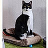 cat, tuxedo_cat, pet, indoor, scratcher, leopard_print, toy, blue_ball, green_carpet, wall, feline, black_and_white, sitting, looking, domestic_cat, animal, cute, whiskers, ears, paws