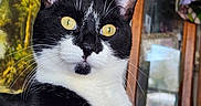 Bootsie joined the competition — help win amazing prizes! animal, black_and_white, cat, close_up, cozy, curious, cute, decor, domestic, feline, framed_pictures, furniture, indoor, pet, portrait, relaxed, soft_light, stained_glass, whiskers, yellow_eyes