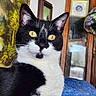 Bootsie joined the competition — help win amazing prizes! cat, black_and_white, indoor, portrait, whiskers, yellow_eyes, feline, close_up, pet, animal, curious, soft_light, decor, framed_pictures, stained_glass, furniture, cozy, relaxed, domestic, cute