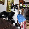 Bootsie is registered to the contest to win money with this photo: cat, tuxedo_cat, black_and_white, yellow_eyes, leather_couch, quilt, painting, framed_art, living_room, lamp, tiffany_lamp, wooden_cabinet, ceramic_cat_figurines, decor, indoor, furniture, relaxed, pet, cozy, home