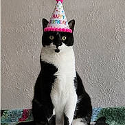 Bootsie joined the competition — help win amazing prizes! animal, birthday_hat, black_and_white, blanket, cat, celebration, cute, ears, expression, face, feline, festive, fur, indoor, party_hat, pet, sitting, wall, whiskers, wide_eyes