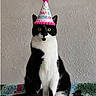animal, birthday_hat, black_and_white, blanket, cat, celebration, cute, ears, expression, face, feline, festive, fur, indoor, party_hat, pet, sitting, wall, whiskers, wide_eyes