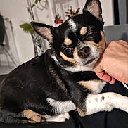 Kiwise a rejoint le concours — aidez-le/la à gagner de superbes lots ! chihuahua, dog, pet, indoor, hand, plant, shelf, black_and_tan, fur, cute, relaxed, portrait, animal, companion, domestic, mammal, closeup, face, ears, home
