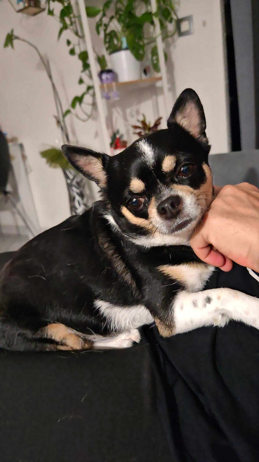 Kiwise a rejoint le concours — aidez-le/la à gagner de superbes lots ! chihuahua, dog, pet, indoor, hand, plant, shelf, black_and_tan, fur, cute, relaxed, portrait, animal, companion, domestic, mammal, closeup, face, ears, home
