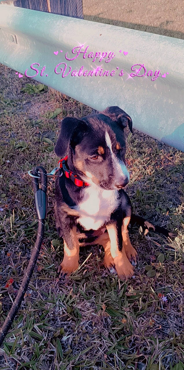 Roxy joined the competition — help win amazing prizes! adventure, canidae, carnivore, collar, companion_dog, dog, dog_breed, grass, hat, herding_dog, hunting_dog, landscape, personal_protective_equipment, plant, puppy, sky, soil, sporting_group, working_animal, working_dog