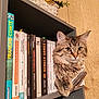 cat, bookshelf, books, tabby_cat, fur, paw, flowers, basket, wooden_wall, indoor, shelf, curious, relaxed, cozy, reading, literature, home, pet, feline, animal