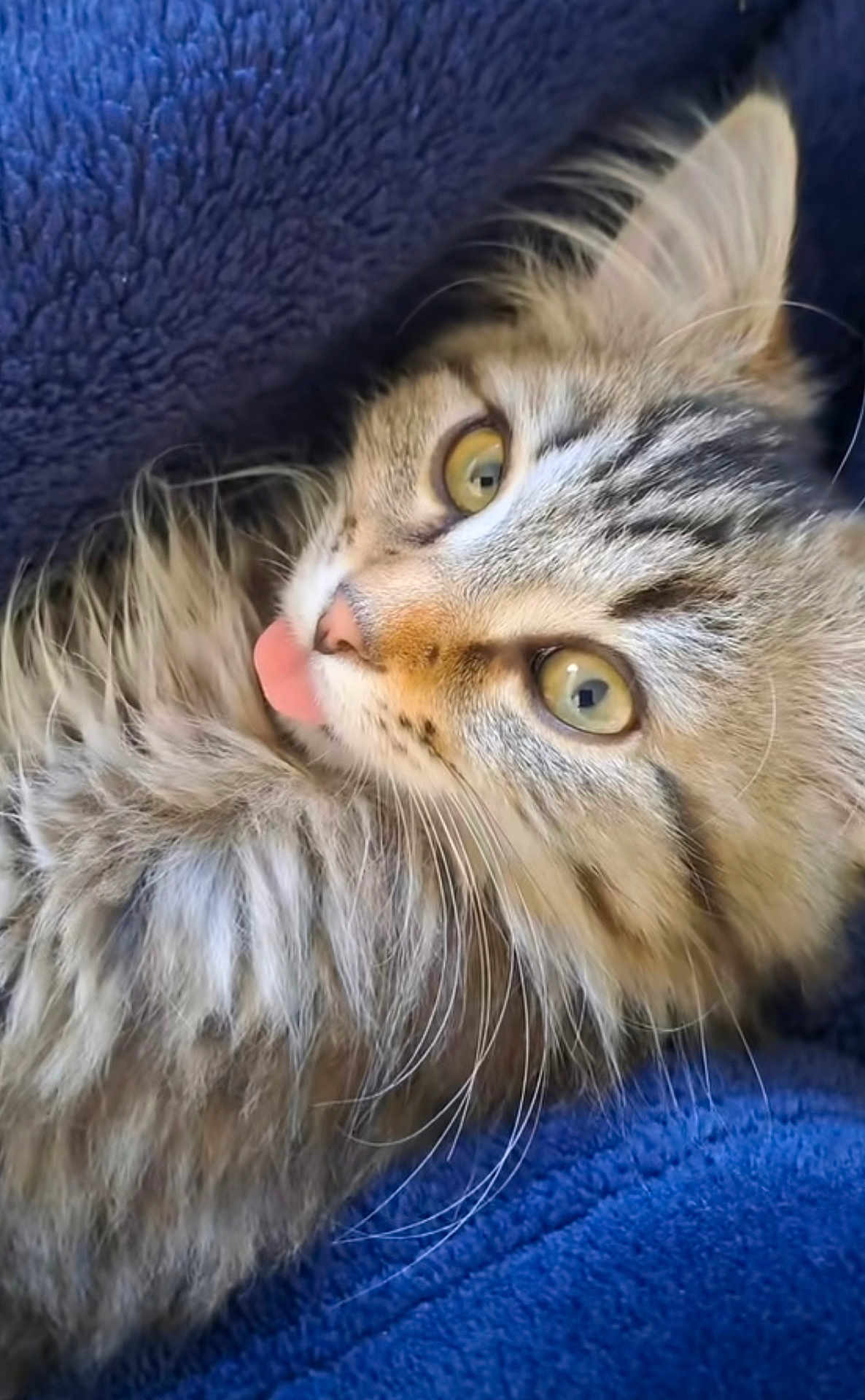 Rukia participe au concours pour gagner de l'argent avec cette photo : cat, tabby, fluffy, tongue_out, closeup, yellow_eyes, whiskers, soft_fur, pet, animal, cozy, blue_blanket, playful, cute, domestic_cat, feline, resting, indoor, portrait, sleepy