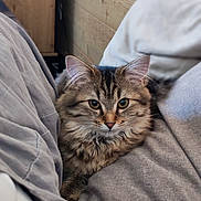 Rukia a rejoint le concours — aidez-le/la à gagner de superbes lots ! cat, tabby, fluffy, pet, indoor, cozy, blanket, cushion, fur, animal, cute, relaxed, resting, face, whiskers, ears, eyes, soft, comfort, home