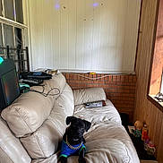 King joined the competition — help win amazing prizes! black_dog, blue_shirt, books, bottle, brick_wall, couch_cushion, cream_couch, dog, furniture, gold_chain, indoor, leather_couch, living_room, natural_light, pet, relaxed, small_dog, toy, window, wood_paneling