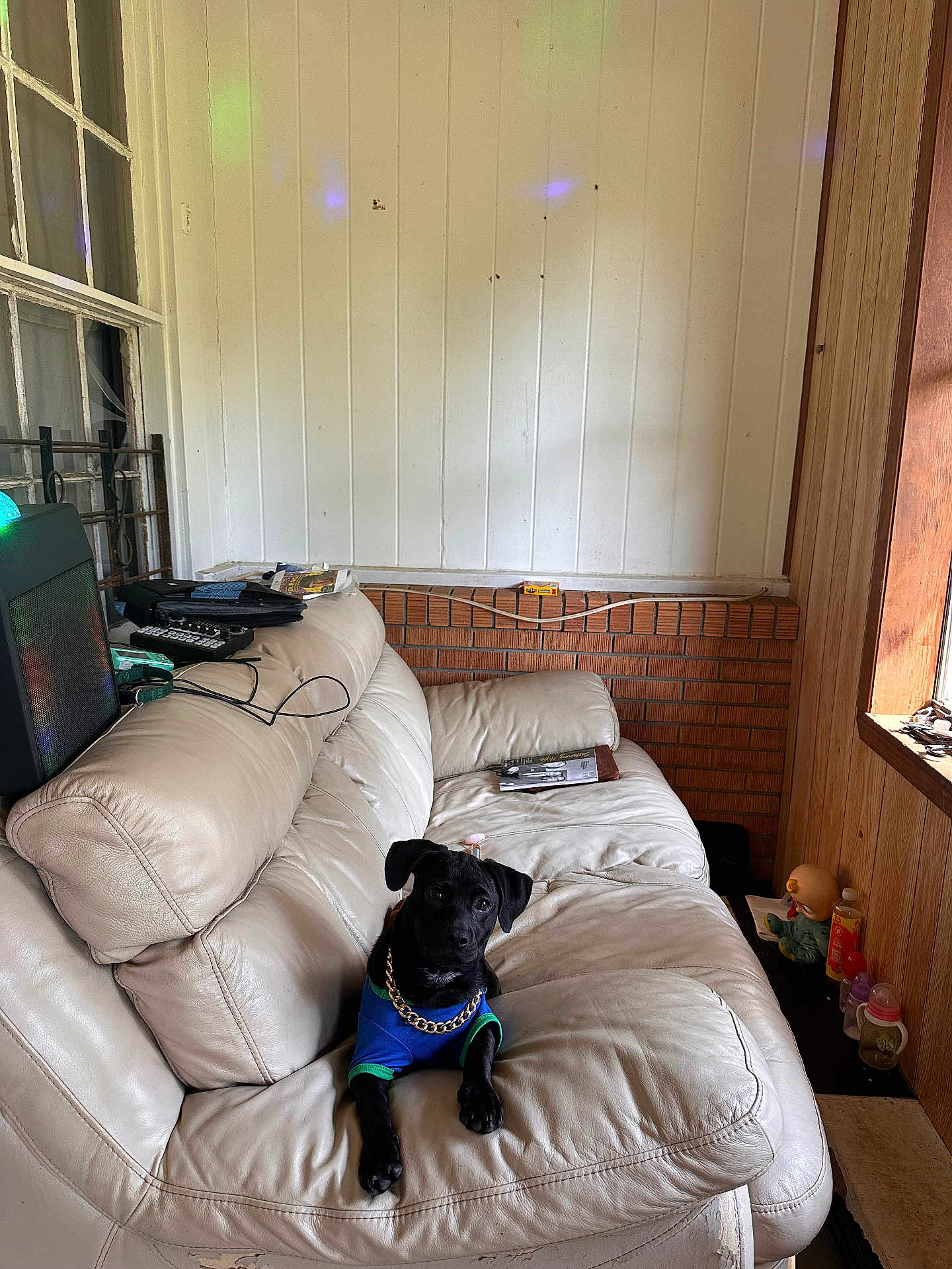 King joined the competition — help win amazing prizes! black_dog, blue_shirt, books, bottle, brick_wall, couch_cushion, cream_couch, dog, furniture, gold_chain, indoor, leather_couch, living_room, natural_light, pet, relaxed, small_dog, toy, window, wood_paneling