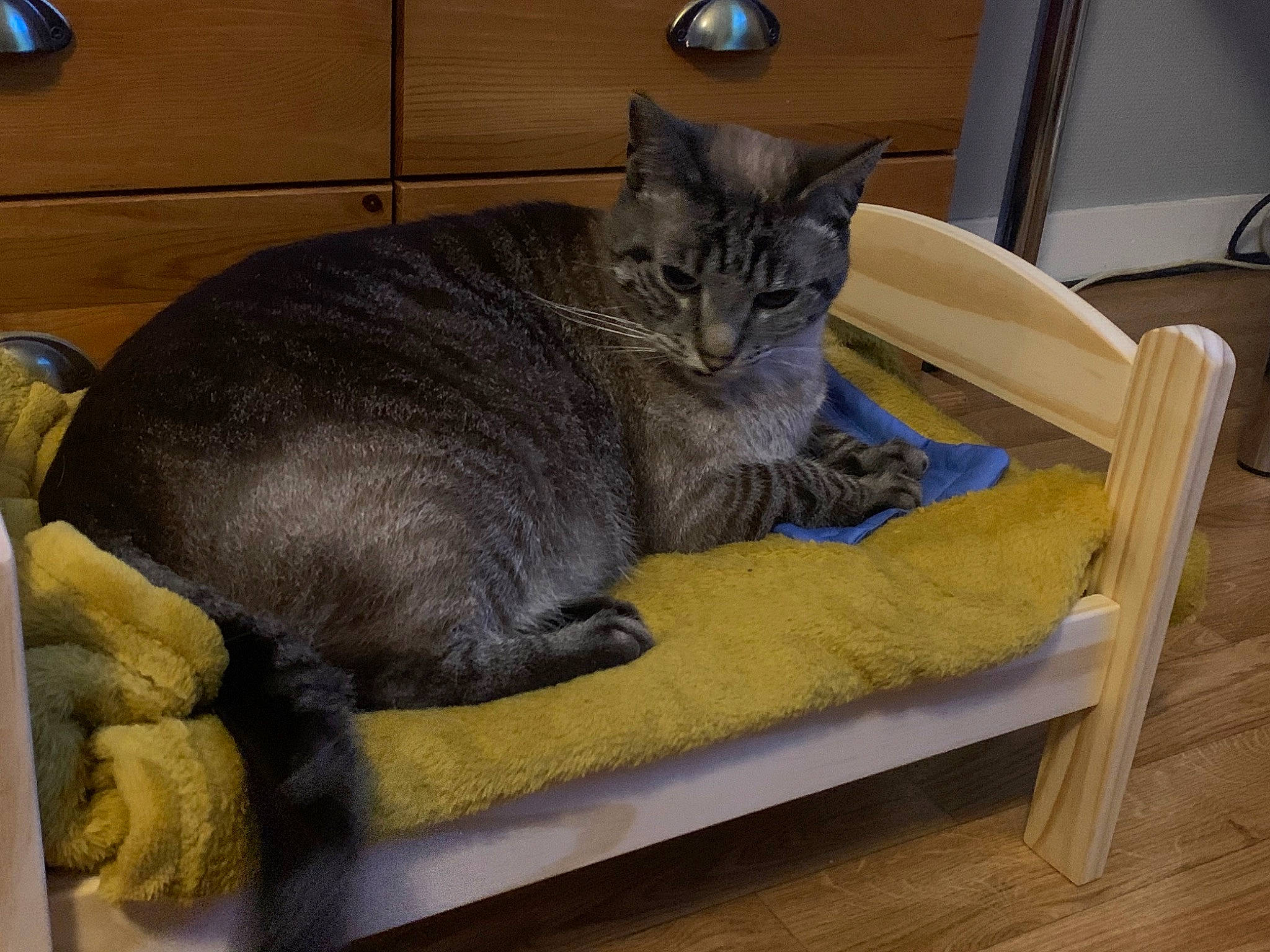 Gringo a rejoint le concours — aidez-le/la à gagner de superbes lots ! carnivore, cat, chair, comfort, domestic_short_haired_cat, felidae, flooring, grey, hardwood, nap, rectangle, russian_blue, small_to_medium_sized_cats, tail, whiskers, wood, wood_flooring