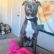 Archie joined the competition — help win amazing prizes! dog, bed, blanket, pink, gray, white, indoor, furniture, photographs, wall, door, collar, pet, carpet, portrait, seated, animal, canine, domestic, room