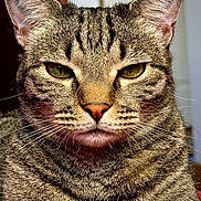 Kitty participe au concours pour gagner de l'argent avec cette photo : animal, cat, close_up, cute, domestic_cat, ears, face, feline, fur, green_eyes, indoor, looking, mammal, mustache, nose, pet, portrait, serious, tabby, whiskers