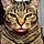 Kitty