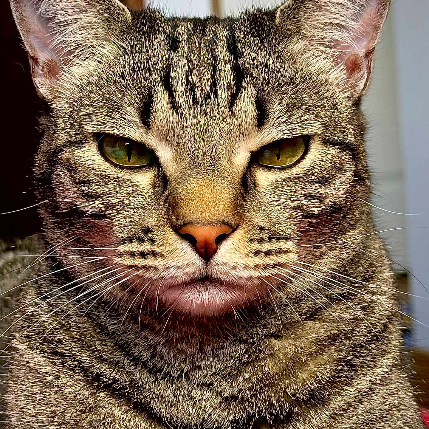 Kitty participe au concours pour gagner de l'argent avec cette photo : animal, cat, close_up, cute, domestic_cat, ears, face, feline, fur, green_eyes, indoor, looking, mammal, mustache, nose, pet, portrait, serious, tabby, whiskers