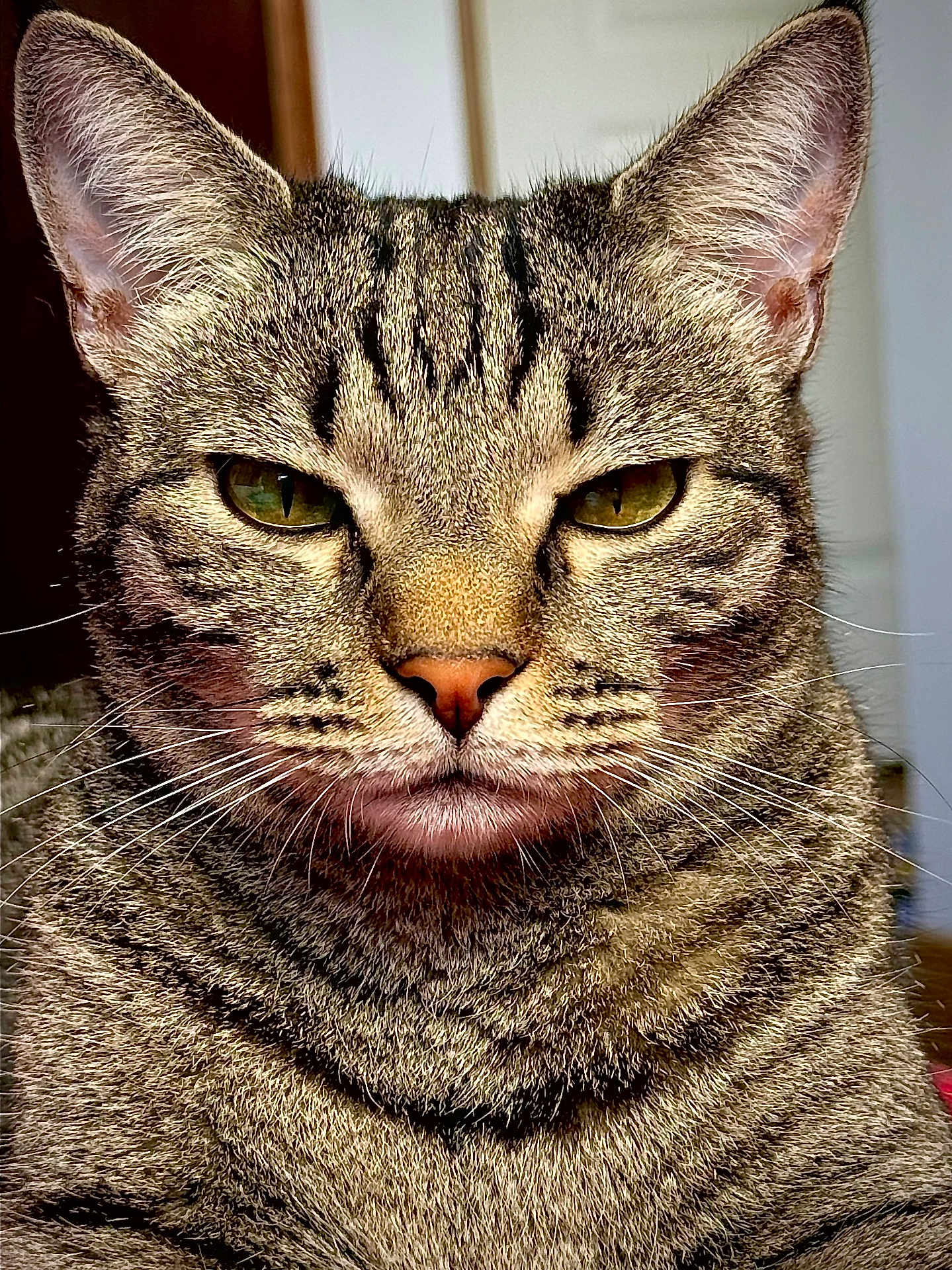 Kitty