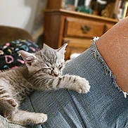 Punkin is registered to the contest to win money with this photo: kitten, cat, sleeping, nap, denim, jeans, leg, indoor, furniture, wooden_drawer, cozy, pet, animal, cute, tabby, fur, closeup, resting, peaceful, human_leg