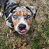 Eros participe au concours pour gagner de l'argent avec cette photo : animal, blue_eyes, close_up, curious, dog, funny_expression, grass, ground, harness, leaves, merle_pattern, outdoors, pet, playful, portrait, puppy, rock, speckled_coat, tongue_out, trail