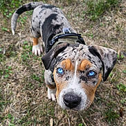 Eros participe au concours pour gagner de l'argent avec cette photo : animal, black_nose, blue_eyes, brown_white_coat, close_up, daylight, dog, floppy_ears, funny_expression, grass, harness, looking_at_camera, merle_coat, outdoor, pet, portrait, puppy, speckled_coat, standing, yard