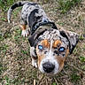animal, black_nose, blue_eyes, brown_white_coat, close_up, daylight, dog, floppy_ears, funny_expression, grass, harness, looking_at_camera, merle_coat, outdoor, pet, portrait, puppy, speckled_coat, standing, yard