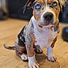 animal, blue_eye, brindle, brown_eye, dog, floppy_ears, heterochromia, home, indoor, paws, pet, portrait, puppy, short_hair, sitting, spotted_coat, tail, white_chest, window, wooden_floor
