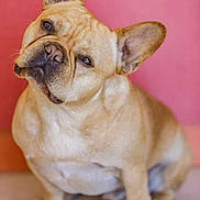 Yoda joined the competition — help win amazing prizes! adorable, animal, canine, companion, cute, dog, domestic, ears, expression, french_bulldog, fur, head_tilt, indoor, looking, mammal, pet, pink_background, portrait, sitting, whiskers