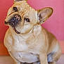 adorable, animal, canine, companion, cute, dog, domestic, ears, expression, french_bulldog, fur, head_tilt, indoor, looking, mammal, pet, pink_background, portrait, sitting, whiskers