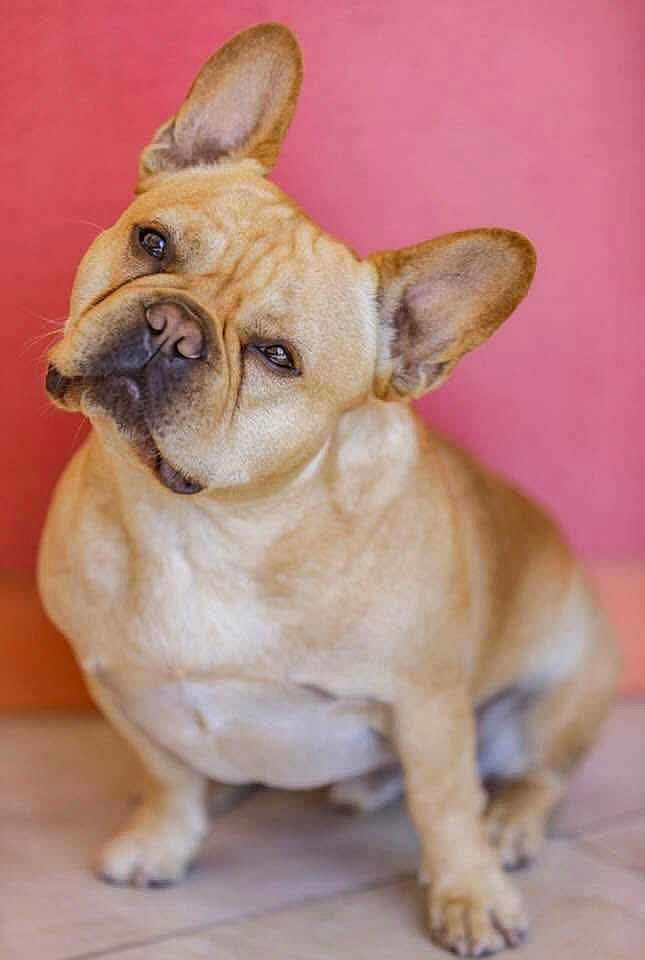 Yoda