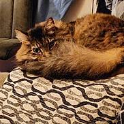 Bartemius Crouch Jr is registered to the contest to win money with this photo: abyssinian, angora, animal, architecture, armchair, blanket, building, cat, chair, couch, cushion, furniture, homedecor, indoors, kitten, livingroom, manx, pet, room, siamese