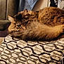 abyssinian, angora, animal, architecture, armchair, blanket, building, cat, chair, couch, cushion, furniture, homedecor, indoors, kitten, livingroom, manx, pet, room, siamese
