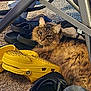 Bartemius Crouch Jr is registered to the contest to win money with this photo: alloywheel, animal, baseball, baseballglove, car, carwheel, cat, clothing, footwear, glove, kitten, machine, pet, shoe, spoke, sport, tire, transportation, vehicle, wheel