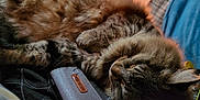 Bartemius Crouch Jr is registered to the contest to win money with this photo: animal, architecture, armchair, building, cat, chair, computer, couch, electronics, furniture, indoors, kitten, laptop, livingroom, manx, pc, person, pet, room, sleeping
