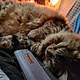 animal, architecture, armchair, building, cat, chair, computer, couch, electronics, furniture, indoors, kitten, laptop, livingroom, manx, pc, person, pet, room, sleeping