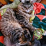 abyssinian, accessories, animal, bag, bed, blanket, cat, chair, couch, cushion, furniture, handbag, homedecor, kitten, manx, person, pet, quilt, sleeping, wood