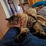 Bartemius Crouch Jr is registered to the contest to win money with this photo: abyssinian, animal, architecture, bed, bedroom, building, cat, couch, furniture, hardwood, homedecor, indoors, kitten, linen, livingroom, manx, pet, room, siamese, wood